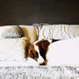 brown dog on sofa