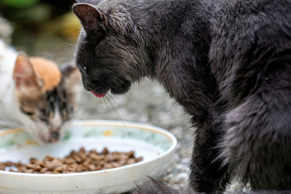 cats eat foods