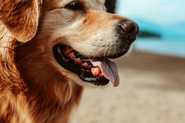 medium-coated brown dog on shore