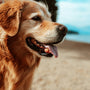 medium-coated brown dog on shore