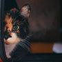 black, orange, and white tabby kitten in pet carrier