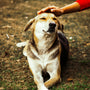 person touching beagle dog on green field