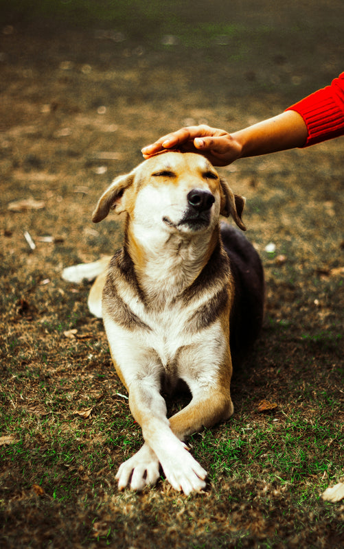 person touching beagle dog on green field