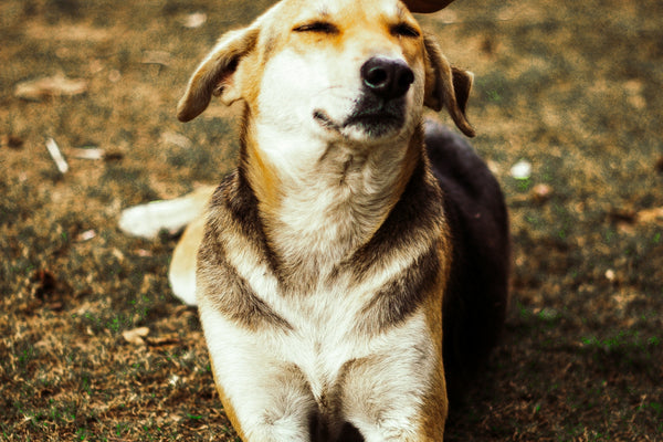 person touching beagle dog on green field