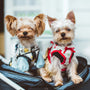 two brown puppies