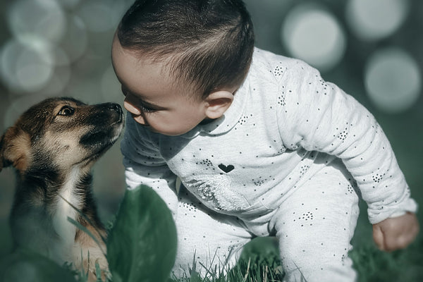 toddler boy leaning towards a puppy