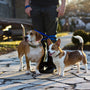 man standing near two tan-and-white dogs