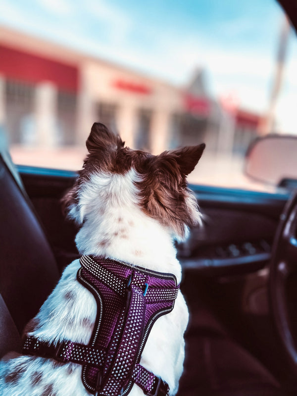 white and brown long coated small dog in car