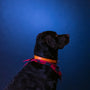black labrador retriever with red collar