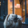 brown and white long coated dog