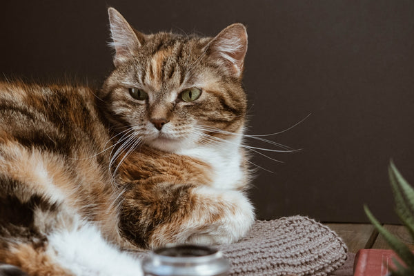 brown and white tabby cat on white textile