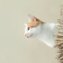 orange and white cat on brown plant