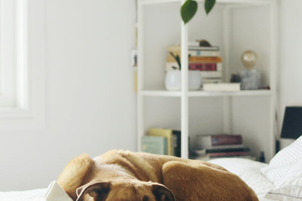 brown short coated dog lying on bed