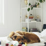 brown short coated dog lying on bed