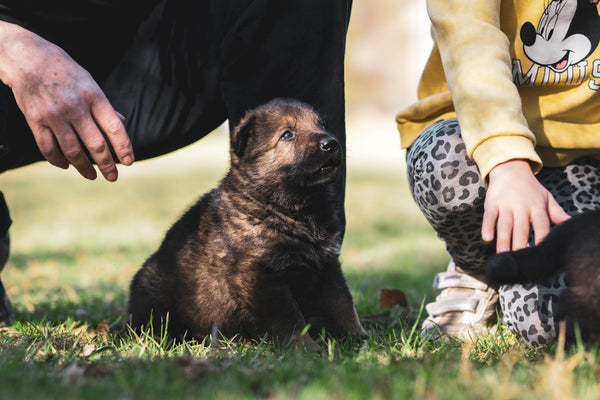 brown and black short coated puppy on green grass during daytime