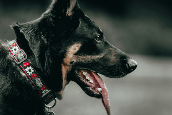 black short coat large dog with red leash