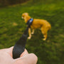 person holding black and brown dog