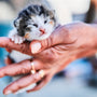 person holding white and gray kitten