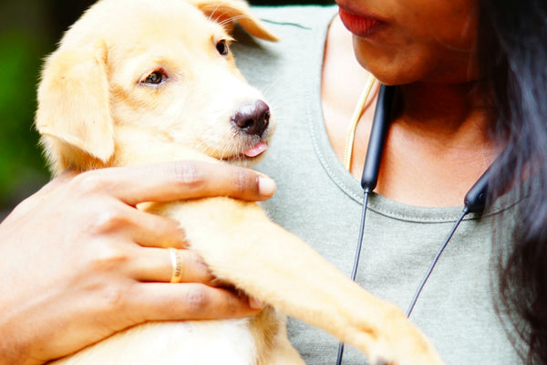 girl in gray shirt holding white short coated dog