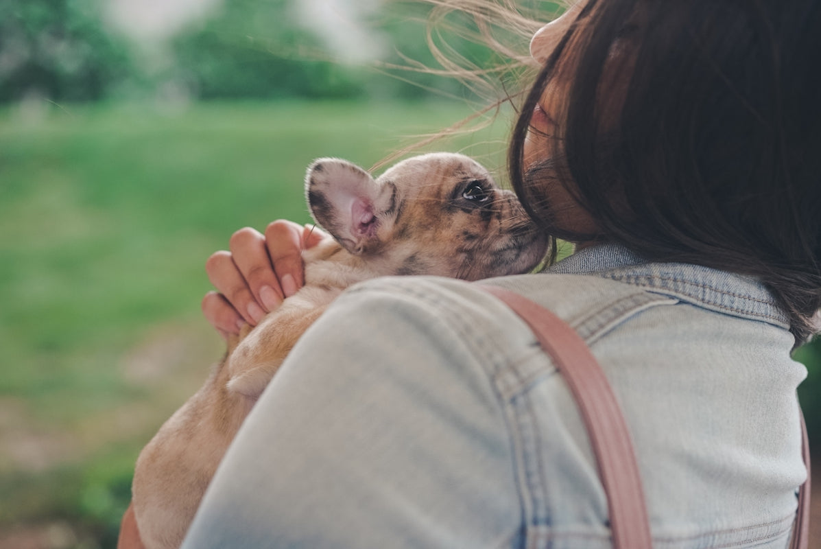 woman in gray shirt carrying brown french bulldog puppy