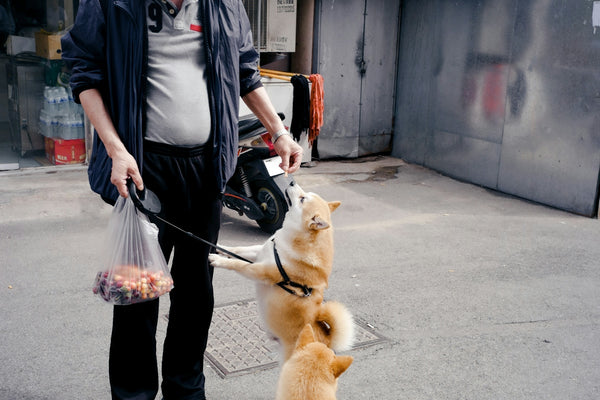 man in gray dress shirt and black pants holding brown short coated dog