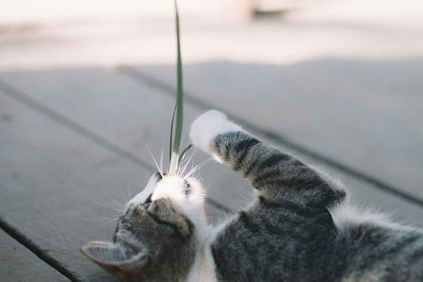 silver tabby cat lying on floor