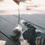 silver tabby cat lying on floor