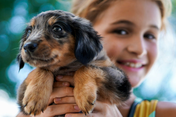 black and tan short coat puppy
