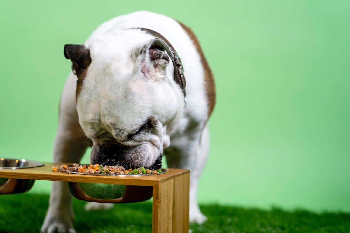 white and brown english bulldog on green grass field during daytime