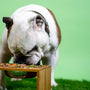 white and brown english bulldog on green grass field during daytime