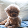 brown toy poodle on white textile