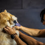 woman in black shirt holding brown and white long coated dog