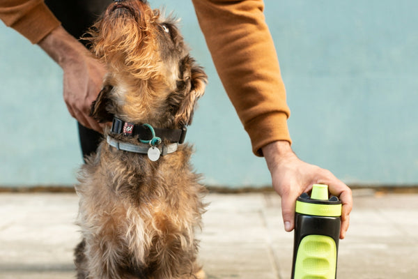 brown and black long coated small dog drinking on green plastic bottle