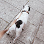 white and black short coated small dog