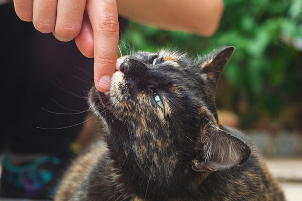 black and brown cat on persons hand