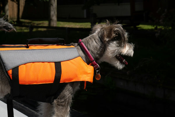 black and white long coated small dog with orange and black harness