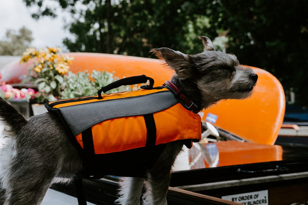 gray and white long coated small dog with orange and black backpack