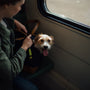 person in gray jacket holding white and brown long coated small dog