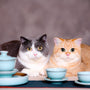 orange and white tabby cat on blue table