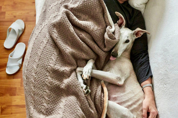 white short coated small sized dog on woman in gray sweater