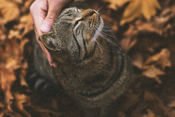 brown tabby cat on persons hand