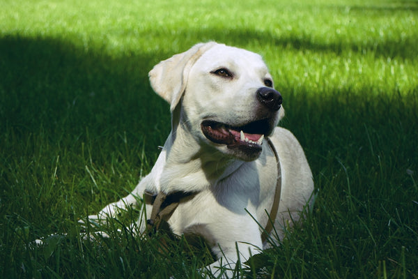 yellow labrador retriever puppy on green grass field during daytime