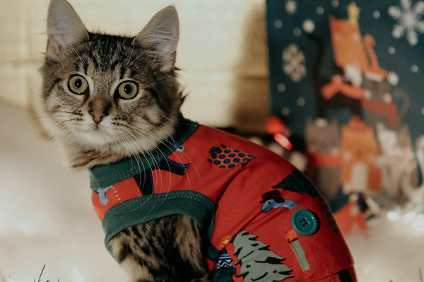 brown tabby cat in red and white santa claus costume