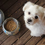 white long coat small dog on brown wooden floor