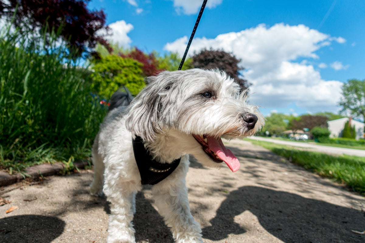 white and black long coat small dog on brown dirt during daytime