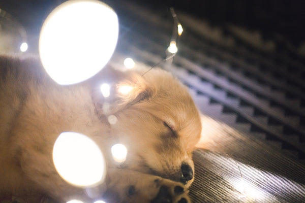 brown long coated dog lying on black and white textile