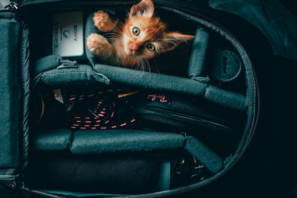 orange tabby kitten in black car seat
