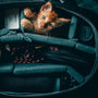 orange tabby kitten in black car seat
