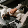 person holding white and orange cat