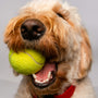 white and brown long coated dog playing tennis ball